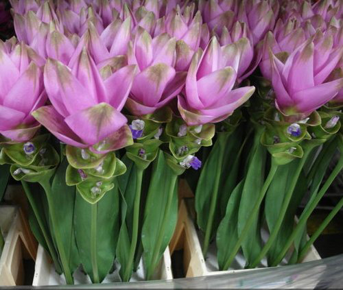 معرفی و راهنمای پرورش گیاهان زینتی فضای باز - لاله تابستان